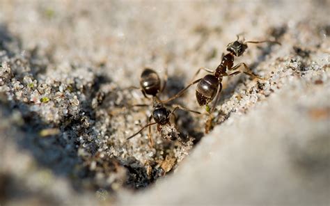很多小螞蟻 五行 金 性質
